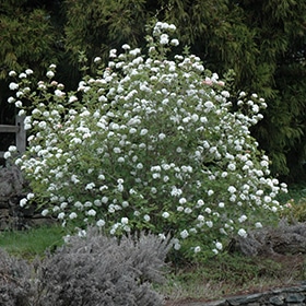 Viburnum, Koreanspice