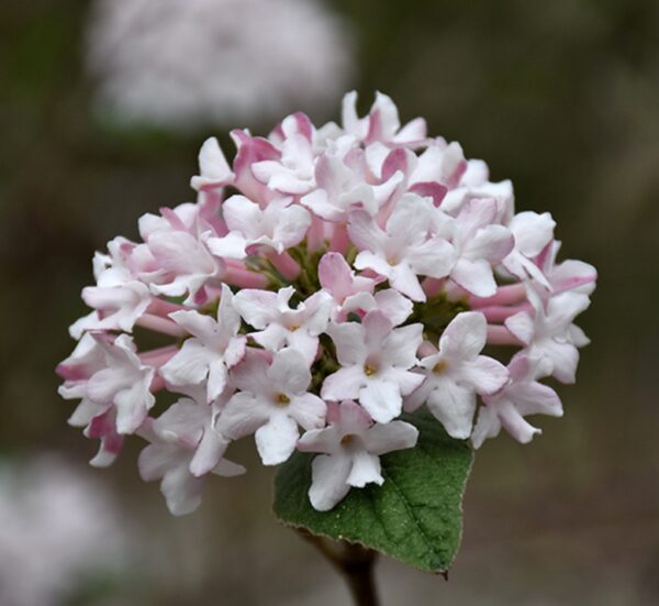 Viburnum, 'Spice Baby'