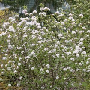 Viburnum, 'Spice Girl'