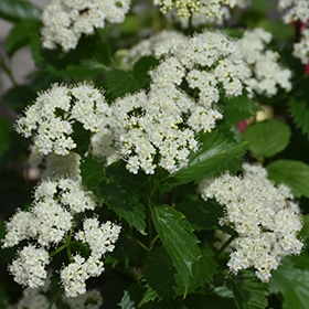 Viburnum, Blue Muffin