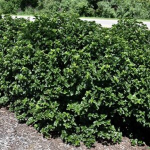 Viburnum, Glitters & Glows