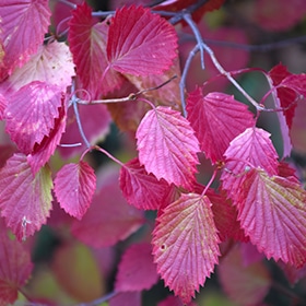 Viburnum, Autumn Jazz