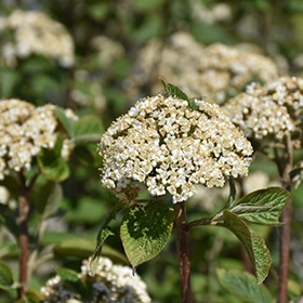 Viburnum, 'Mohican'