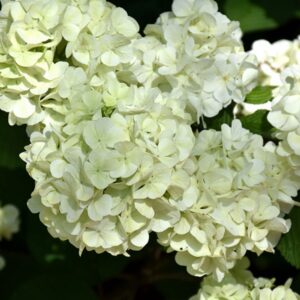 Viburnum, Doublefile 'Opening Day'
