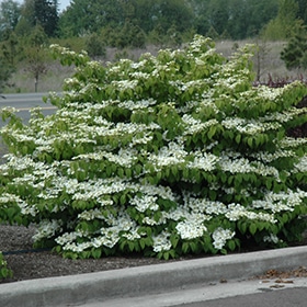 Viburnum, Doublefile 'Shasta'