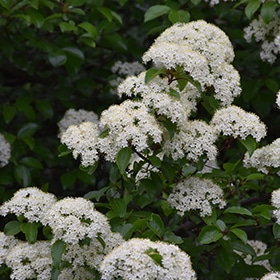Viburnum, Blackhaw 5.0'