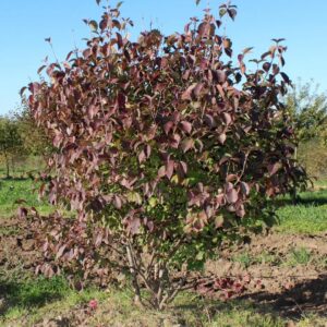 Viburnum, Blackhaw 'Forest Rouge'