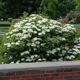 Viburnum, Dwarf American Cranberry