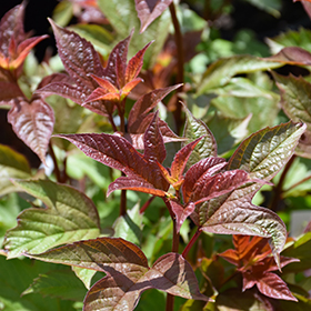 Viburnum, Red Wing 3.0'