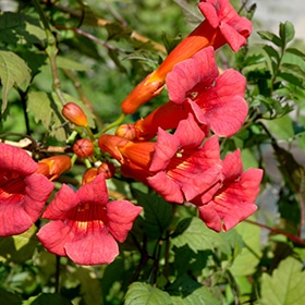 'Balboa Sunset' Trumpet Vine