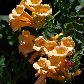 'Flava' Trumpet Vine