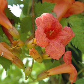 'Madame Galen' Trumpet Vine
