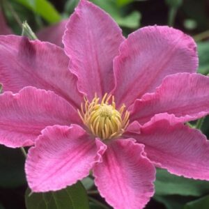 'Abilene' Clematis