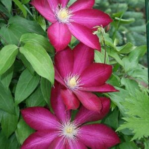 'Bourbon' Clematis