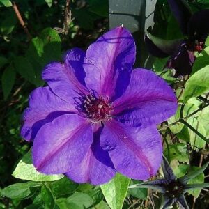 'Elsa Spath' Clematis