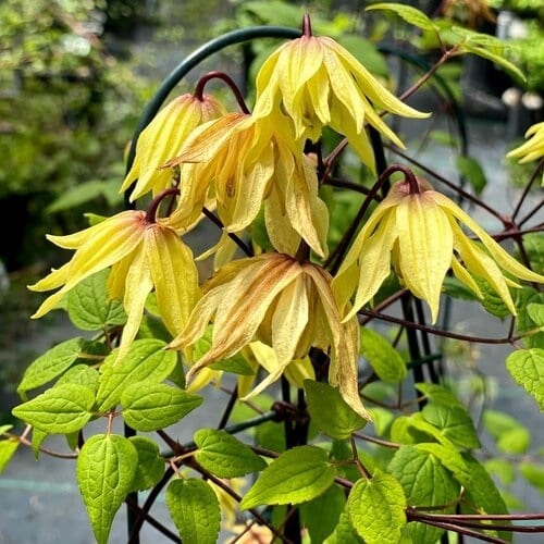 'Funyella' Clematis #1
