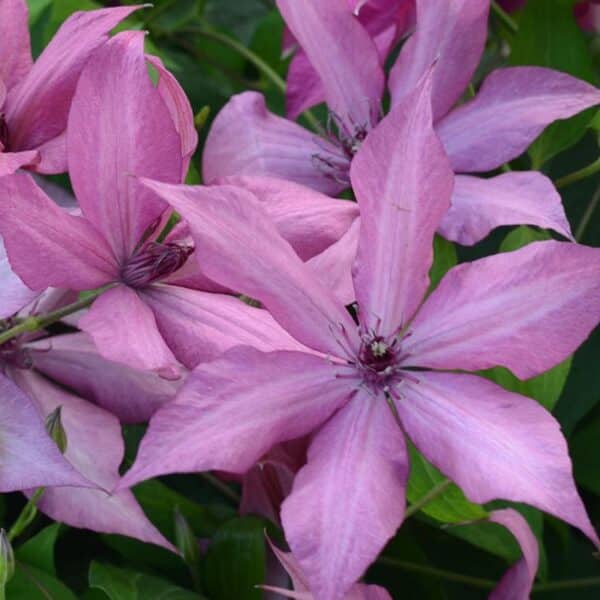 'Giselle' Clematis