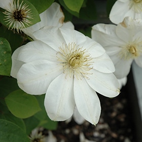 'Guernsey Cream' Clematis