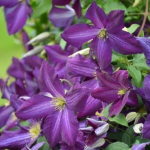 Happy Jack Clematis