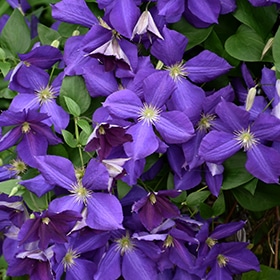 Jackman Clematis