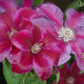 'Kilian Donahue' Clematis