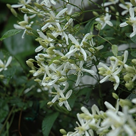 Sweet Autumn Clematis