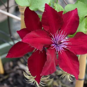 'Nubia' Clematis #1