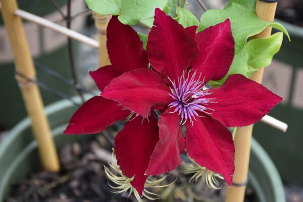 'Nubia' Clematis #1