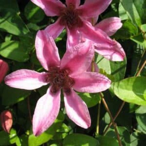Princess Diana Clematis