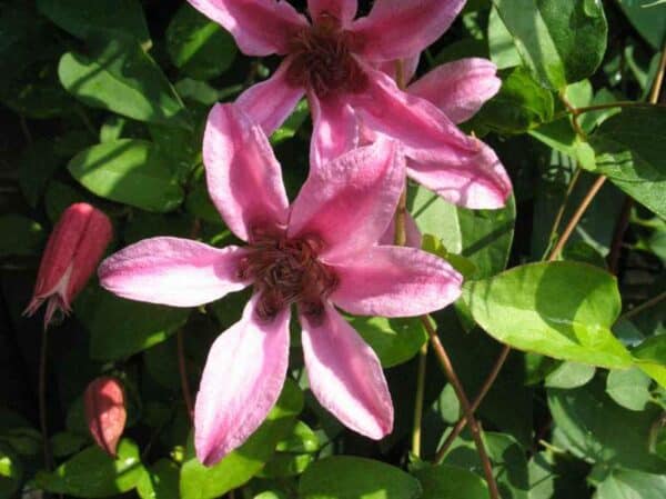 Princess Diana Clematis