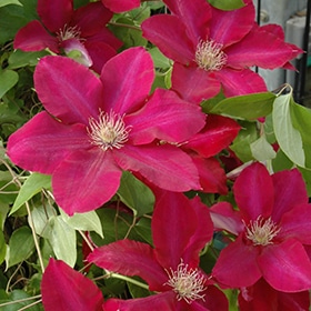 'Rebecca' Clematis #1