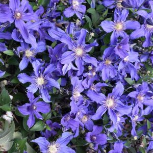 'Sapphire Indigo' Clematis