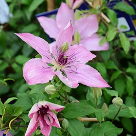 Sarah Elizabeth' Clematis