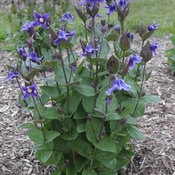 'Stand By Me' Clematis