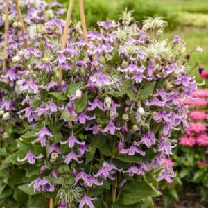 'Stand By Me Pink' Clematis