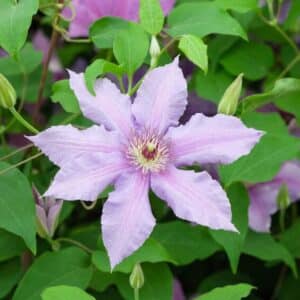 'Tumaini' Clematis