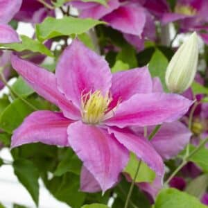 'Vicky' Clematis