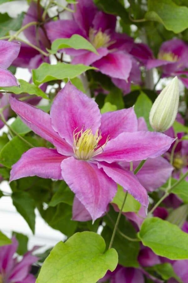 'Vicky' Clematis