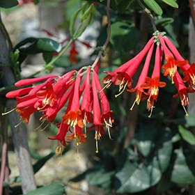 'Major Wheeler' Honeysuckle