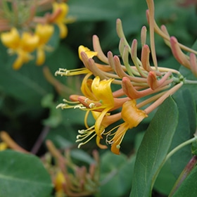 'Mandarin' Honeysuckle