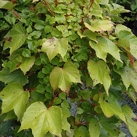 'Green Showers' Boston Ivy