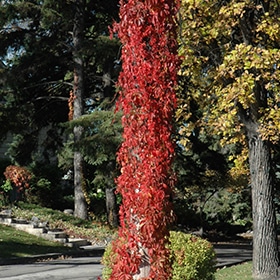 Virginia Creeper