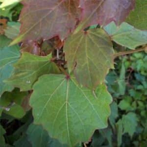 'Robusta' Boston Ivy