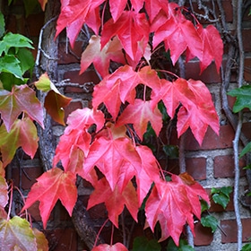 Boston Ivy