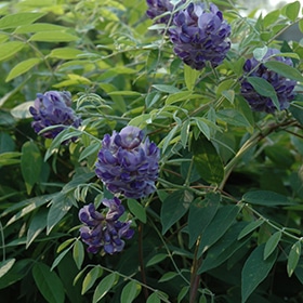 'Amethyst Falls' Wisteria