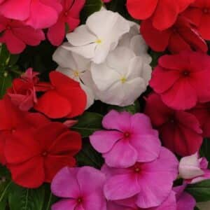 Vinca (Mixed) - Annual Flat