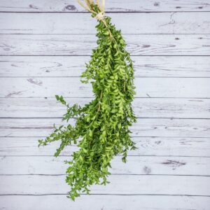 WD-Bunch, Boxwood