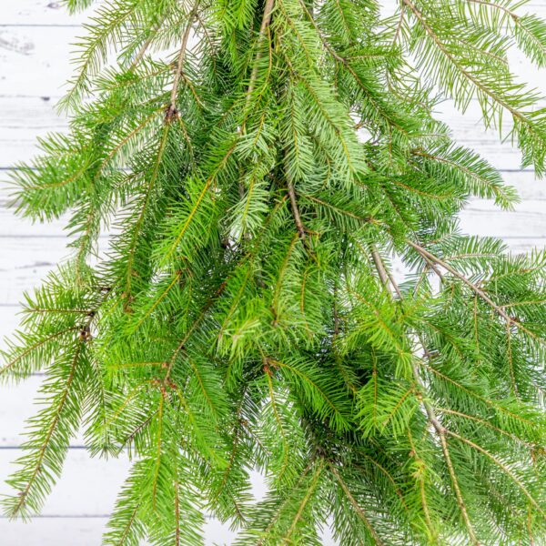 Evergreen Bunch Douglas Fir