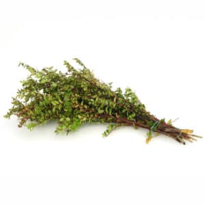Evergreen Bunch Red Huckleberry