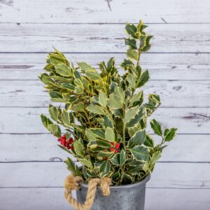 Bouquet Holly Variegated
